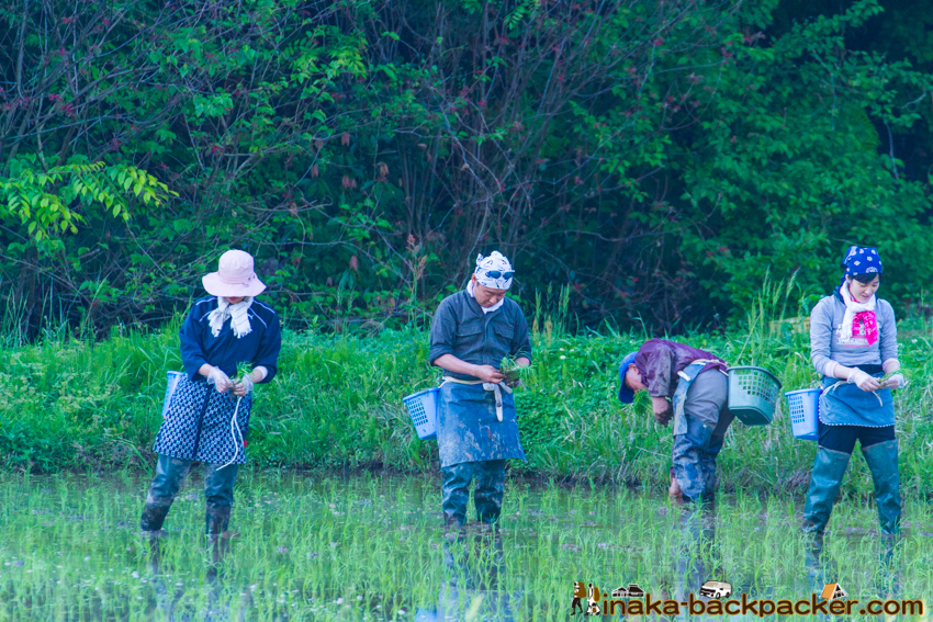 能登 穴水町 田舎時間 農業 漁師 牡蠣 水揚げ 地方 田舎 体験 noto anamizu iwaguruma rural countryside farming oyster lifestyle experiences Japan