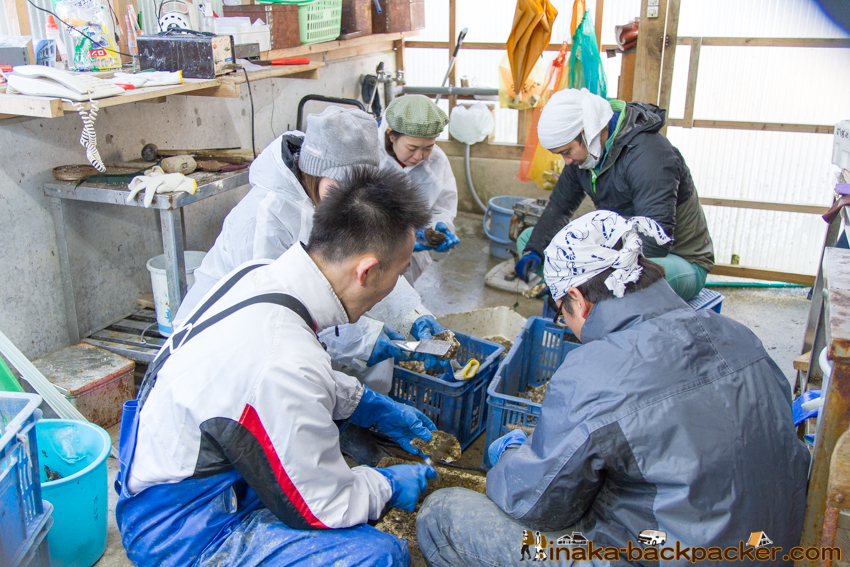 能登 穴水町 田舎時間 農業 漁師 牡蠣 水揚げ 地方 田舎 体験 noto anamizu iwaguruma rural countryside farming oyster lifestyle experiences Japan
