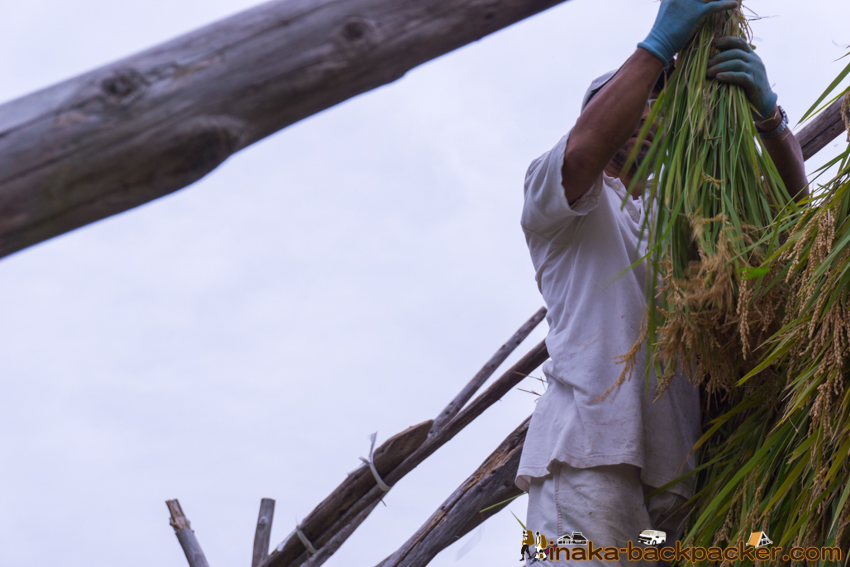 能登 穴水町 田舎時間 農業 漁師 牡蠣 水揚げ 地方 田舎 体験 noto anamizu iwaguruma rural countryside farming oyster lifestyle experiences Japan