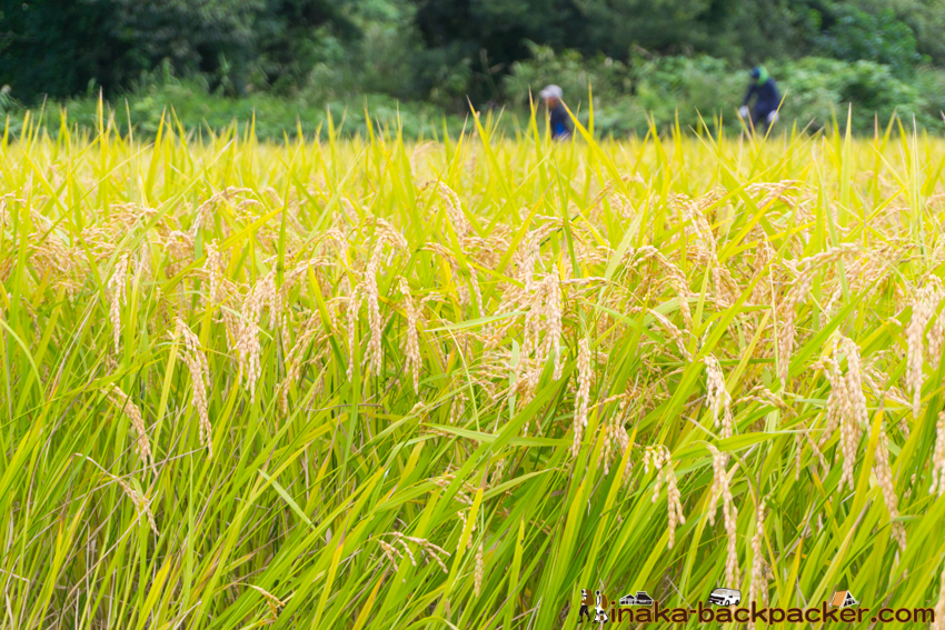 能登 穴水町 田舎時間 農業 漁師 牡蠣 水揚げ 地方 田舎 体験 noto anamizu iwaguruma rural countryside farming oyster lifestyle experiences Japan