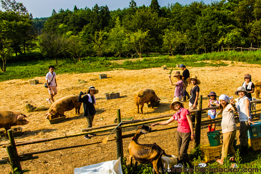 イベリコ豚 道坂一美 穴水町