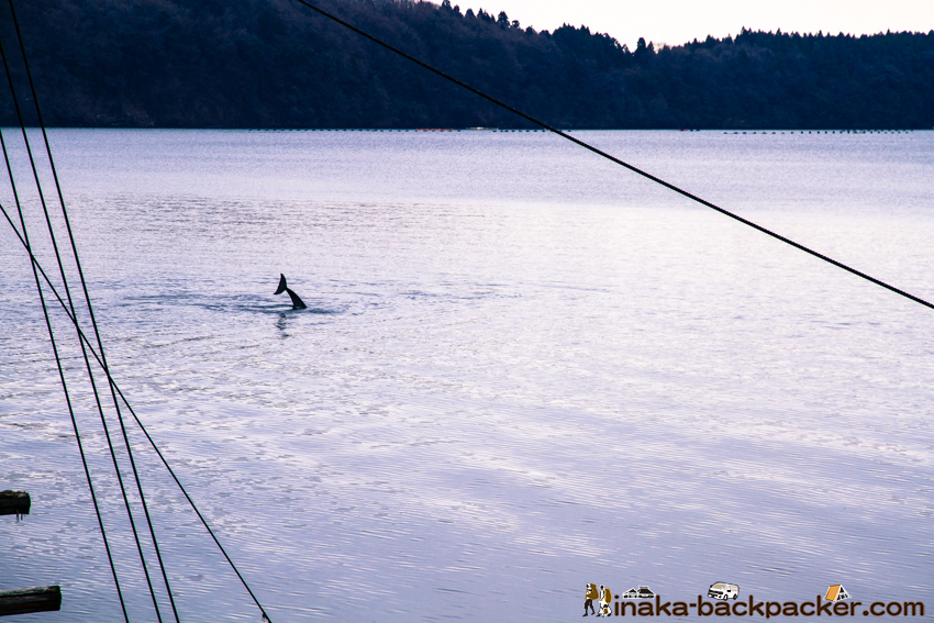 能登 野生 イルカ