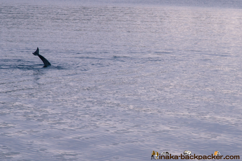 「ボラ待ちやぐら」は町の“絵”/シンボルとして活用されることが多い。相撲の遠藤関の化粧まわしにも描かれているイラストでもある。