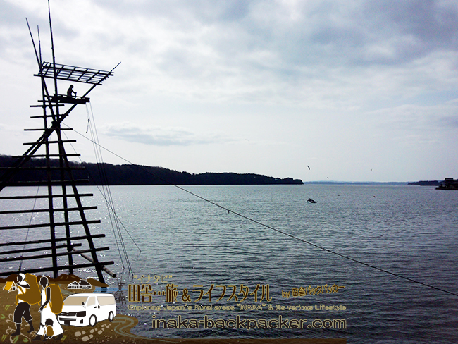 「中居湾ふれあいパーク」に建つ「ボラ待ちやぐら」の真横を泳ぎ湾を遊泳、食事となる魚をハンティング中。