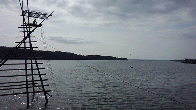 能登 野生 イルカ