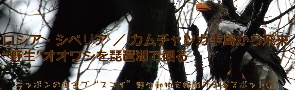 東京から約3時間 琵琶湖 オオワシ ニッポンの田舎 地方で野生動物を撮影できる場所
