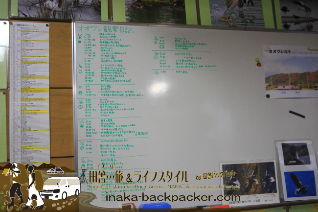 滋賀県 湖北町 琵琶湖/山本山のオオワシの観察日記がつけられている。「枯れ木に発見」、巣へ戻った時間、食事の時間、「エサを獲りに行く」、「獲れないで戻る」など細かく記録されている