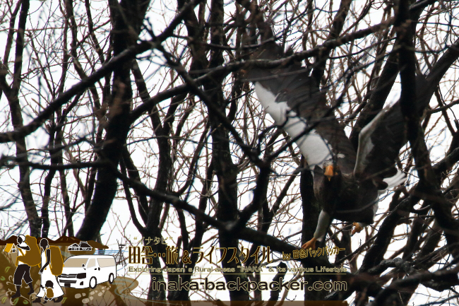 シベリア/カムチャツカ半島から日本で越冬するオオワシ。その一部が本州へ飛来するわけだが...いつごろまで琵琶湖へ戻ってくるのか...果たして来年は戻ってくるのだろうか。